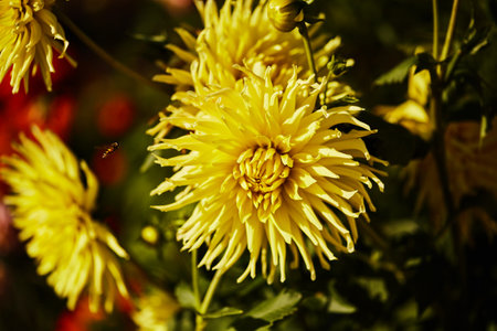 Close-up of vibrant yellow dahlia in full bloom, with a bee hovering near the flower, set against a blurred natural background in warm sunlight.の写真素材