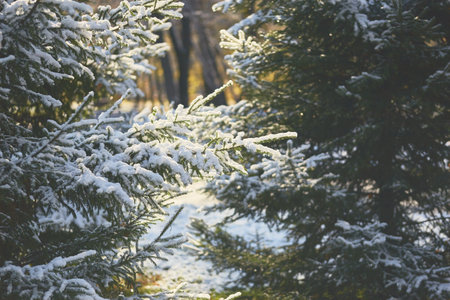 Fresh snow blankets the evergreen trees, softly illuminated by natural light, creating a serene and...