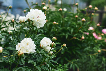 White peonies blossom abundantly in a vibrant garden, surrounded by fresh green foliage, reflecting a tranquil spring atmosphere.の写真素材