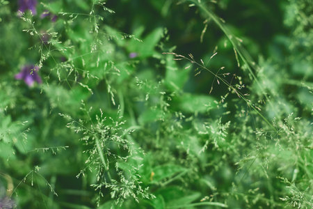 Grass and various wild plants flourish in a vibrant garden, illuminated by sunlight on a pleasant summer afternoon.の写真素材