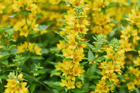 A cluster of vibrant yellow flowers stands tall amid rich green foliage, creating a lively...