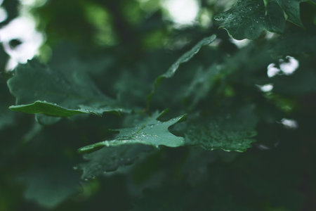 Green oak leaves are drenched from recent rain, reflecting soft light in a tranquil forest setting during early morning.の写真素材