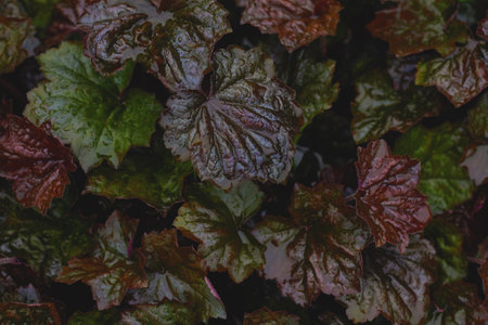 Lush leaves in various shades of green and brown create a vibrant tapestry in a garden, illuminated by soft, fading sunlight.の写真素材
