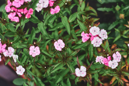 Garden full of vibrant pink and white flowers thriving under warm sun during spring season, showing the beauty of nature.の写真素材