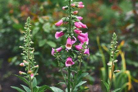 Vibrant pink foxglove flowers stand tall among green foliage in a flourishing garden during the warm summer weather.の写真素材