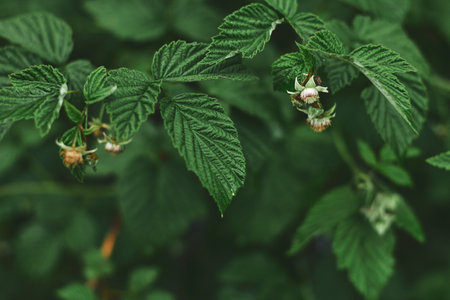 Fresh raspberry leaves and budding white flowers thrive in a lush garden, catching sunlight, evoking...