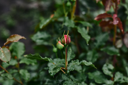 Red rose bud stands out among vibrant green foliage, highlighting the beauty of nature in a garden during the day.の写真素材