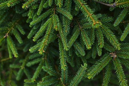 Close-up view of rich green evergreen needles, highlighting their lush texture and intricate...