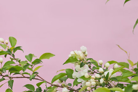 Delicate white flower buds and blooms on branches with lush green leaves, set against a pastel pink...