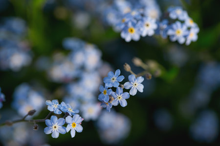 Delicate blue flowers with yellow centers blossom in a vibrant garden showing the beauty of...