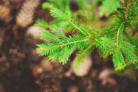 Close up of a vibrant green pine branch showcasing soft needles alongside scattered pinecones on the...