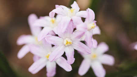 Clusters of soft pink flowers display their beauty in a vibrant garden during the spring season,...