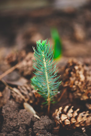 A vibrant green sprout rises from dark soil surrounded by pine cones, indicating new growth in a...