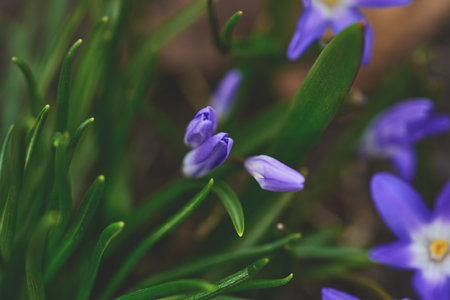 Delicate purple blooms peer through green grass, signaling the arrival of spring in a serene garden setting.の写真素材