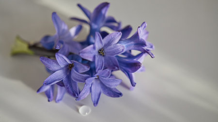 Vibrant purple flowers are arranged beautifully on a smooth white surface, illuminated by gentle light.の写真素材