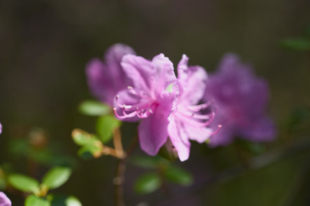 Soft pink azalea flowers bloom among lush green leaves, illuminated by gentle sunlight in a serene outdoor setting.の写真素材
