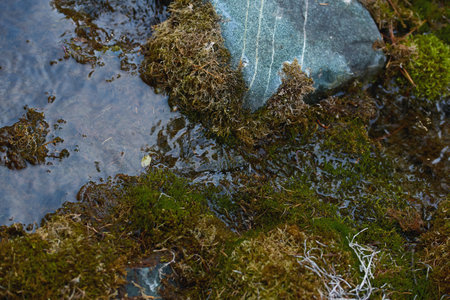 Clear water flows gently over moss-covered stones, creating a peaceful natural habitat teeming with...