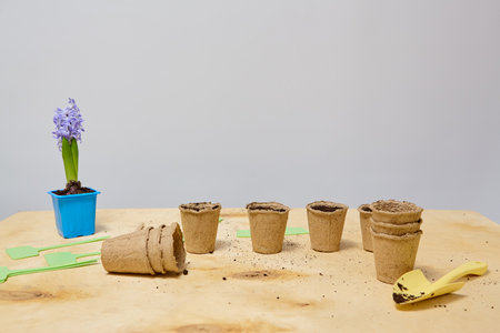 Biodegradable peat pots with soil, gardening tools, and potted purple hyacinth on wooden table against neutral background. Springtime planting and home gardening concept. Wide-angle shotの写真素材