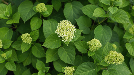 Panoramic floral banner. Blooming hydrangea flowers emerge among lush green leaves in a garden setting, signaling the vibrancy of summer.の写真素材