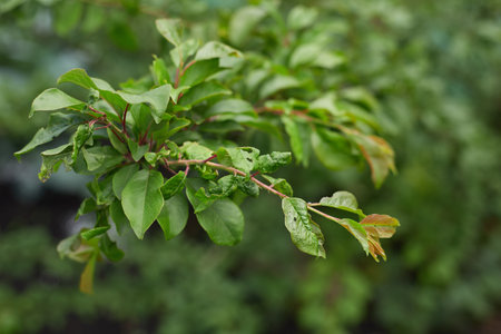 Branch of a fruit tree with green leaves affected by plant disease. Close-up view with blurred green foliage in the background. Agricultural plant health and gardening conceptの写真素材