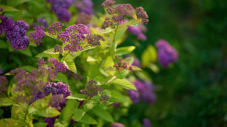 Panoramic nature banner. A garden showcases clusters of purple flowers surrounded by bright green leaves under the warm sunlight.の写真素材