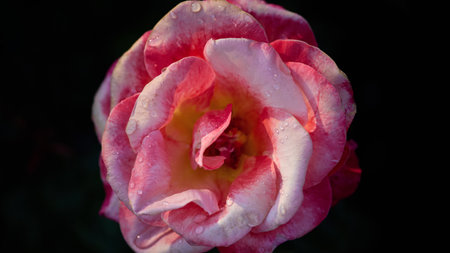 Panoramic nature banner. A stunning rose with pink and white petals stands out against a dark backdrop, glistening with dew in the soft morning light.の写真素材