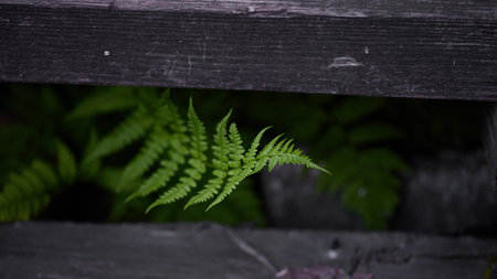 Panoramic nature banner. Lush green ferns peek through aged wooden slats in a tranquil outdoor space, illuminated by soft twilight hues.の写真素材