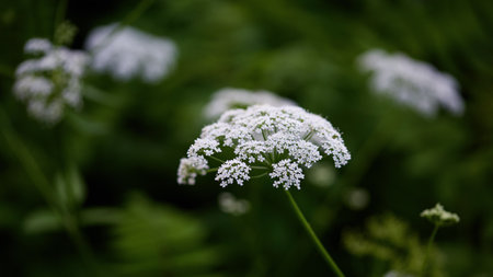 Panoramic nature banner. A cluster of white wildflowers stands tall against a vibrant green...