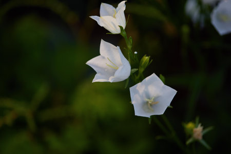 Delicate white bell flowers stand elegantly amidst lush greenery in a tranquil garden, bathed in warm afternoon sunlight.の写真素材