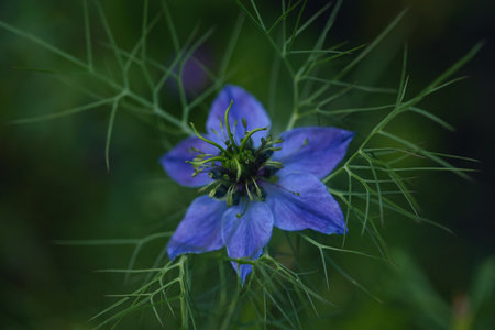 Close-up of a vibrant blue flower with intricate green stamens, surrounded by delicate feathery foliage against a dark green blurred background.の写真素材