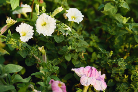 White and pink petunias blooming among vibrant green foliage in a garden setting, capturing the...