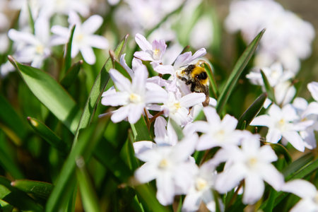 A bumblebee collects nectar from white flowers in a sunny garden, highlighting natures beauty and the pollination process.の写真素材