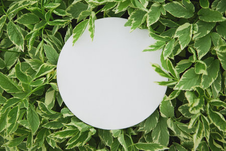 a canvas in the shape of a circle of white color lies on green leaves in the summer garden. top view copy spaceの写真素材