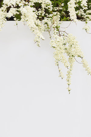 nature flower banner. delicate flowering branches on a white background with copy space. wedding conceptの写真素材
