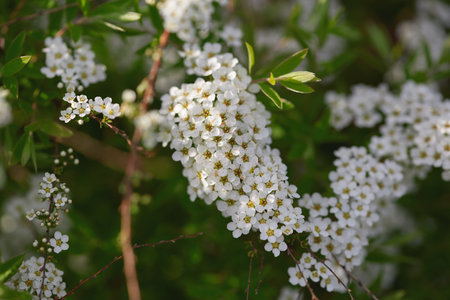 Beautiful clusters of small white flowers bloom among vibrant green leaves on a sunny day, creating a picturesque garden view.の写真素材