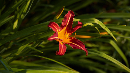 Panoramic flower banner. A striking red and yellow flower stands out among lush green leaves in a calm garden during late afternoon lightの写真素材