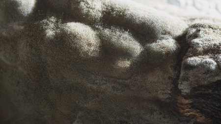 Macro photograph showing the textured detail of mold growth spreading on a decaying organic surface...