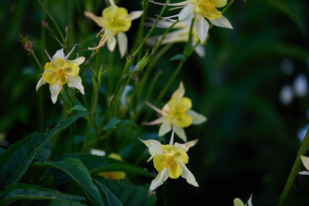 Beautiful yellow flowers flourish in a garden, displaying their unique shapes and vibrant colors amidst a green backdrop on a sunny day.の写真素材