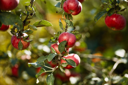 Harvesting ripe apples on a sunny day in an orchard surrounded by greenery. Ripe red apples hang...