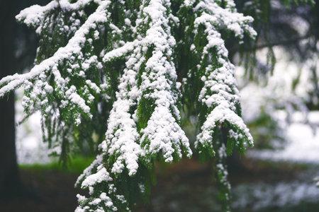 Close-up of pine branches heavily coated with fresh snow, set against a blurred forest background, evoking a peaceful winter moodの写真素材