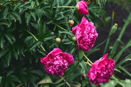 Vibrant pink peonies flourish among rich green foliage on a sunny summer day, showing their natural beauty in full bloom.の写真素材