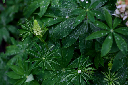 Vibrant green foliage covered in fresh rain droplets enhances the tranquility of the garden, showing nature's beauty and freshness.の写真素材