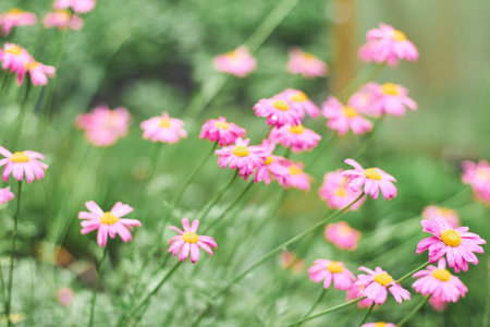 Pink daisies sway gently in the breeze among green foliage, creating a bright, cheerful atmosphere...