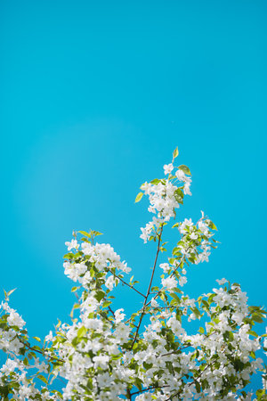 White flowers flourish on branches under a vibrant blue sky, marking the arrival of springtime...
