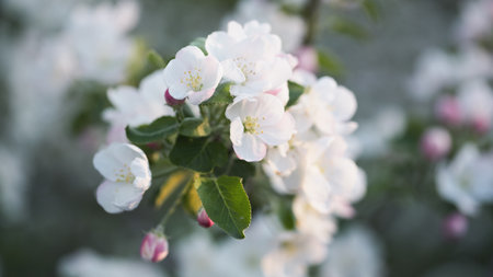 Beautiful white flowers in bloom, perfect for spring layouts or mockups for floral products.の写真素材