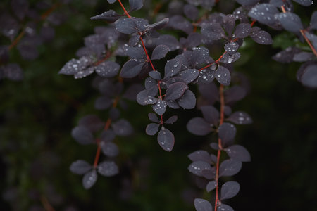 Dark purple leaves covered in fresh water droplets, highlighting intricate natural textures. Copy spaceの写真素材