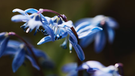 Panoramic nature banner. A closeup of blue flowers, perfect for spring layouts and mockups for...