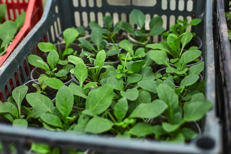 Numerous green seedlings thrive in trays at a nursery, illustrating healthy growth and careful cultivation practices in a nurturing environment.の写真素材