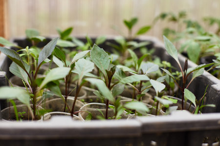 Young plants are growing vigorously in plastic cups inside a greenhouse during the early days of spring.の写真素材