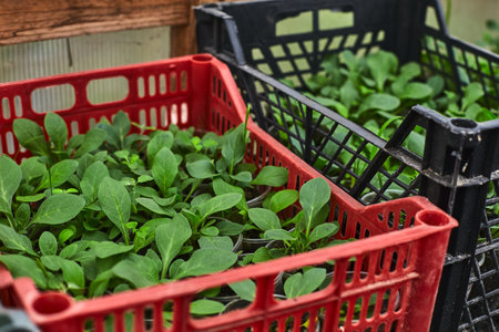 Young plants are thriving in red and black crates within a greenhouse, showing sustainable agriculture practices.の写真素材
